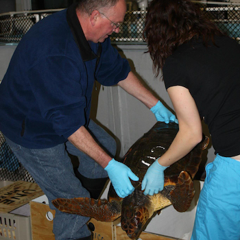 Man and woman (Amber) lift large loggerhead sea turtle for transport to rehabilitation